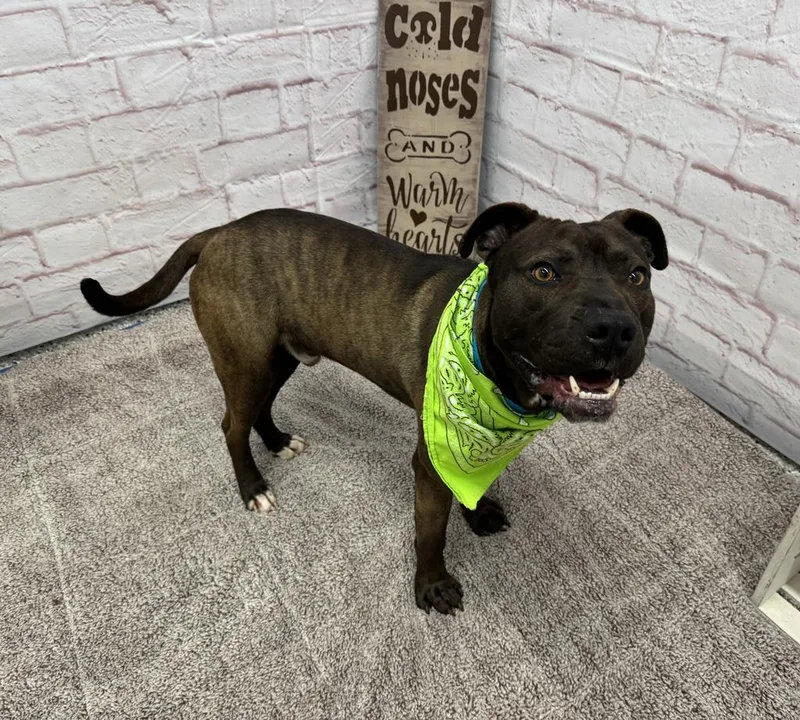 Northern Sky thumbnail 4