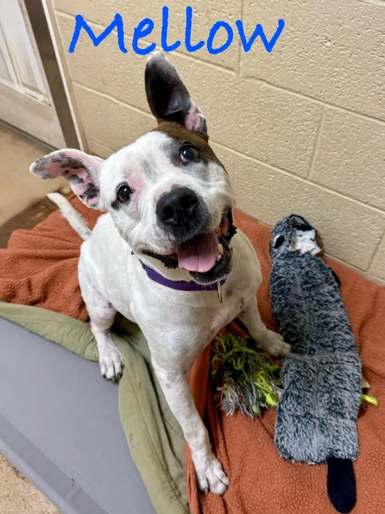Mellow