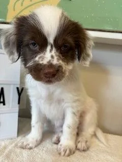 Wednesday  Miranda Pup thumbnail 2