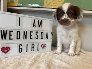 Wednesday  Miranda Pup