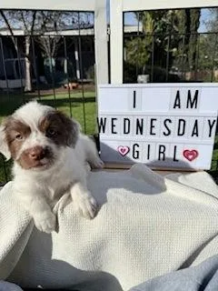 Wednesday  Miranda Pup thumbnail 3