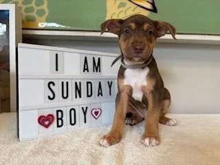 Sunday  Miranda Pup
