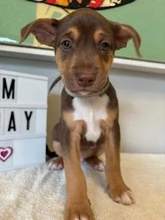 Sunday  Miranda Pup thumbnail 2