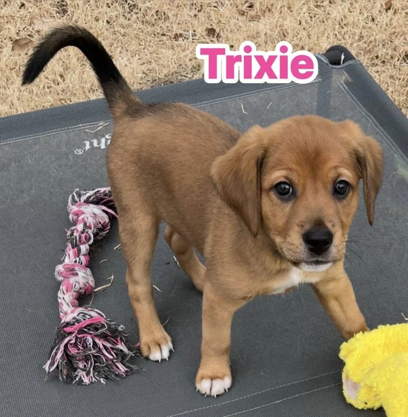 Trixie