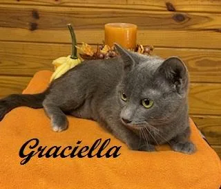 Graciella  Affectionate 