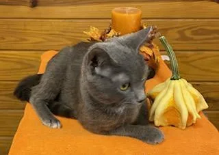 Graciella  Affectionate  thumbnail 2