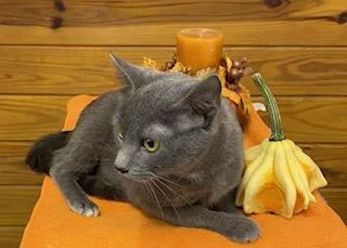 Graciella  Affectionate  thumbnail 3