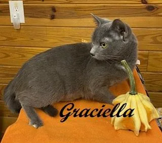 Graciella  Affectionate  thumbnail 4