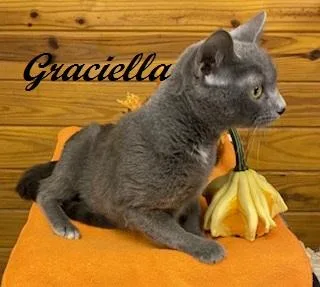 Graciella  Affectionate  thumbnail 5