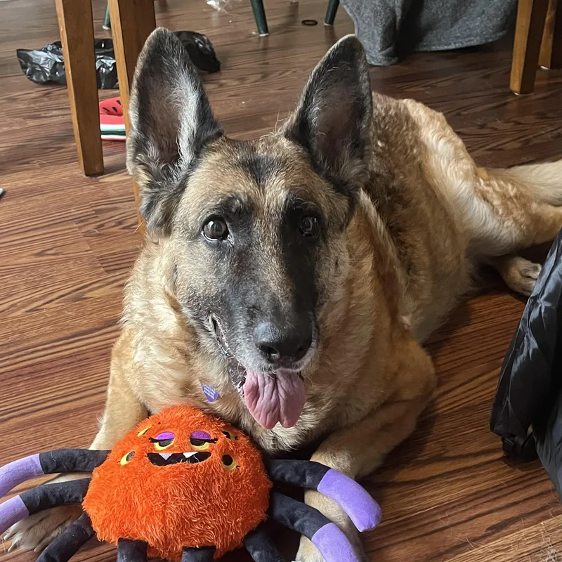 Iridessa thumbnail 4