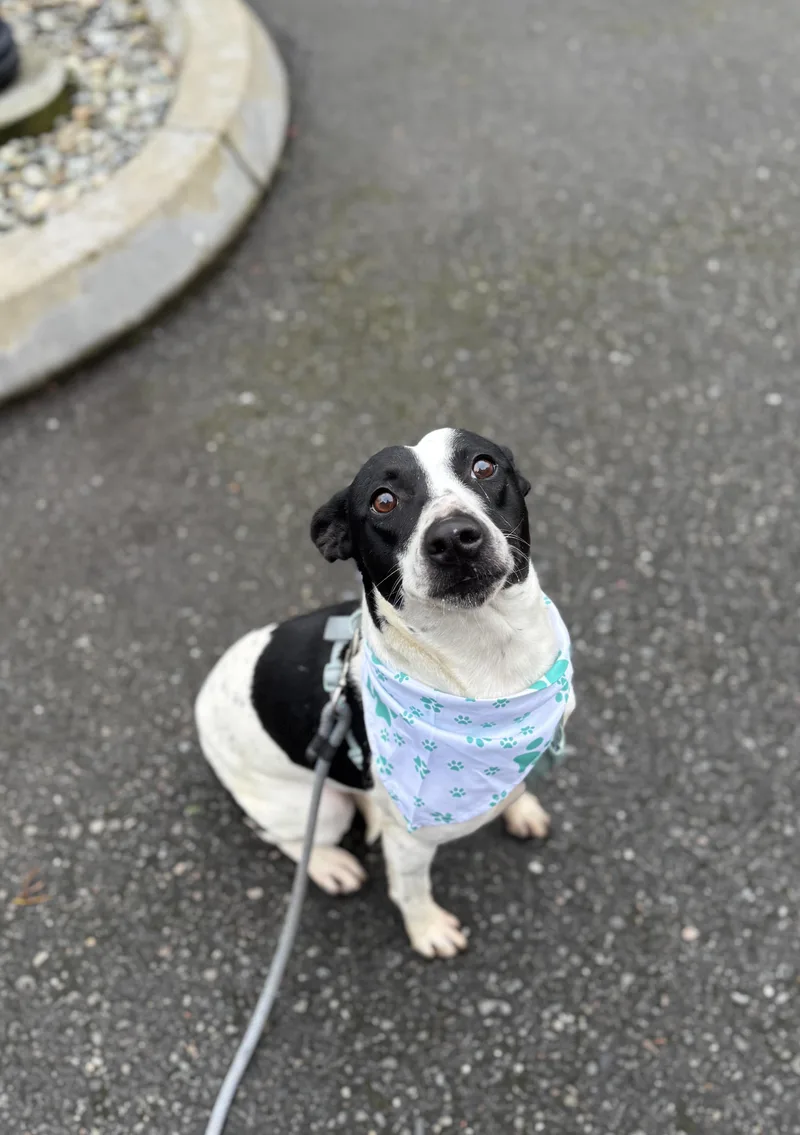 Snickers thumbnail 2