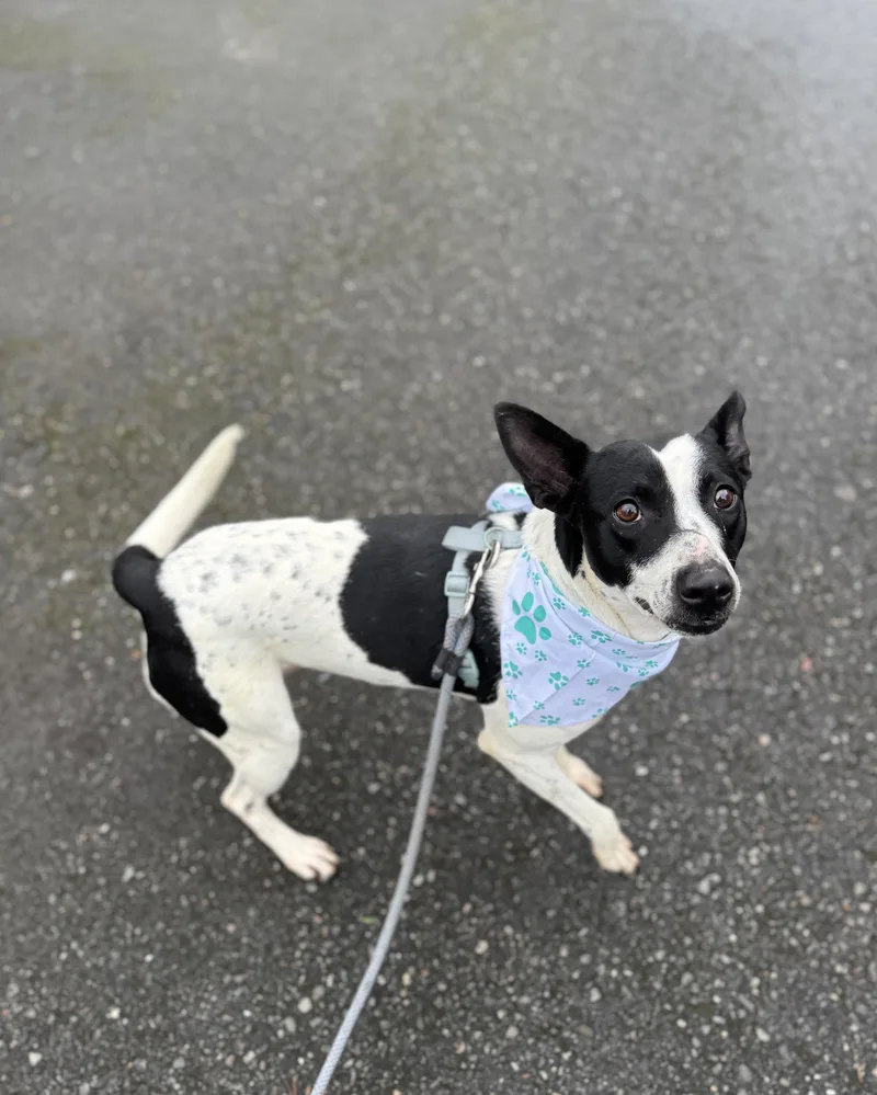 Snickers thumbnail 3