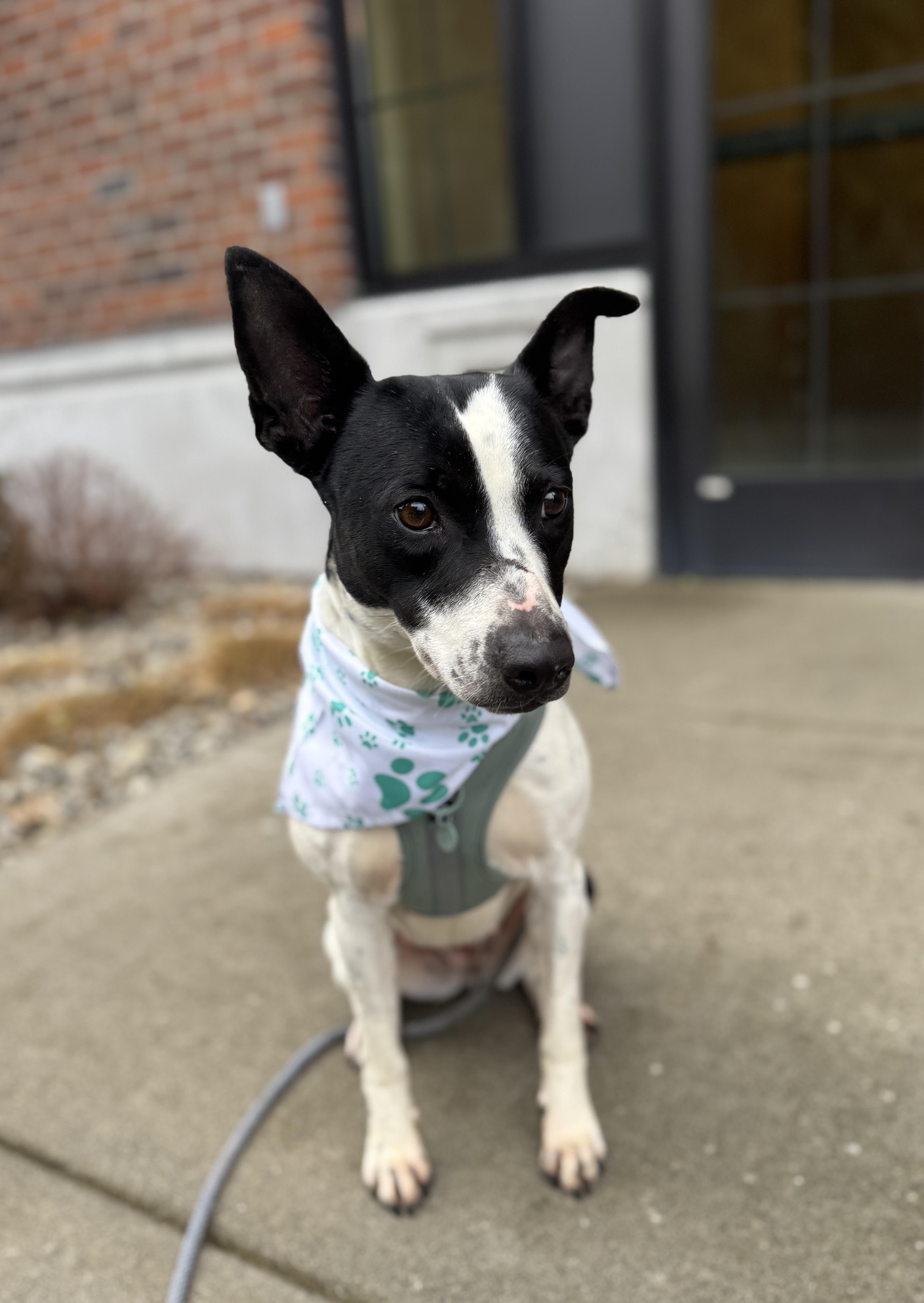 Snickers thumbnail 4