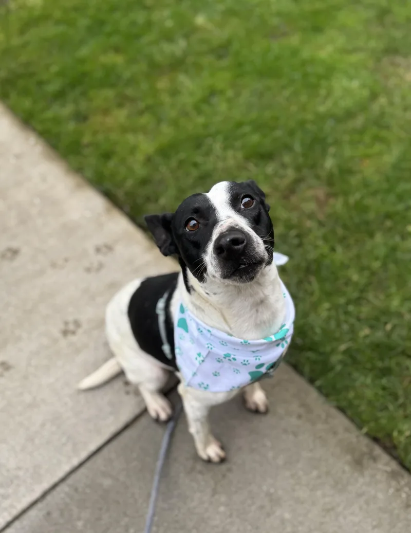 Snickers thumbnail 5