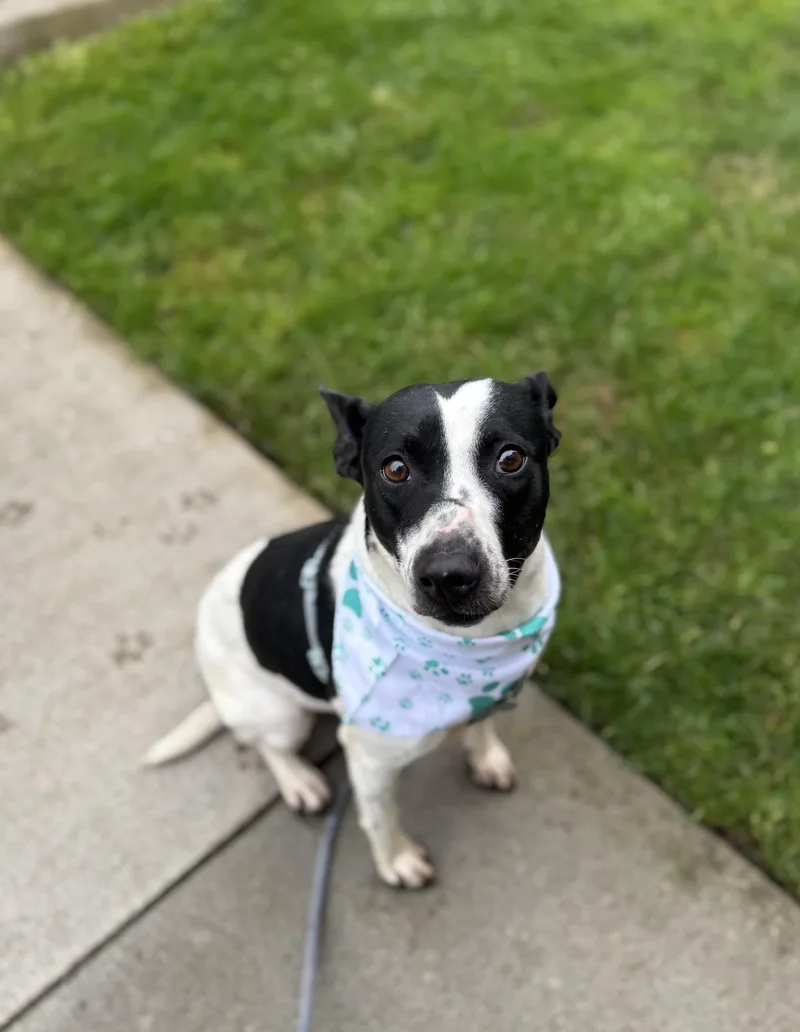 Snickers thumbnail 6