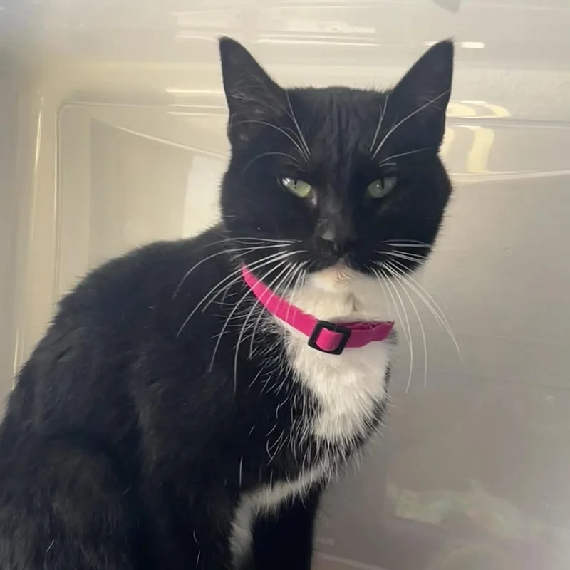 Madalaine thumbnail 2