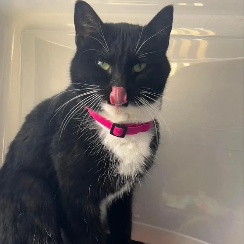 Madalaine thumbnail 3