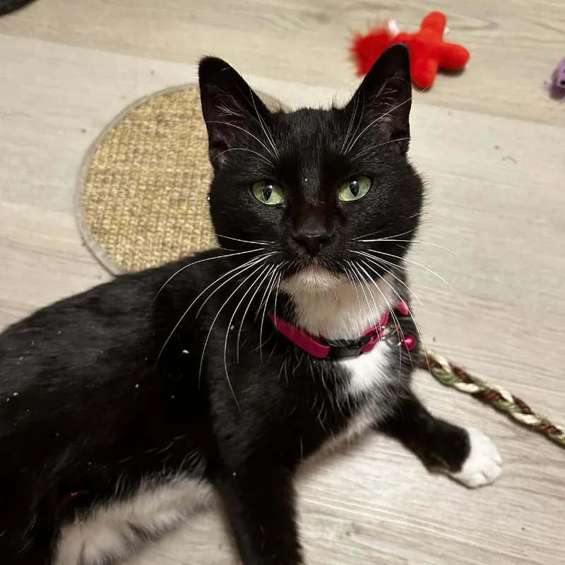 Madalaine thumbnail 5