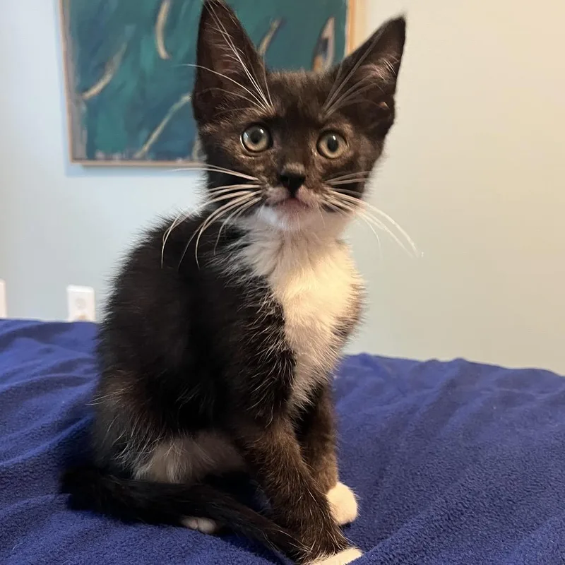 A young small-sized female Domestic Short Hair cat named Mango for adoption in Silver Spring, MD