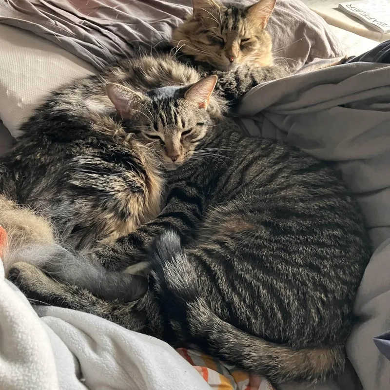 Raspberry thumbnail 2