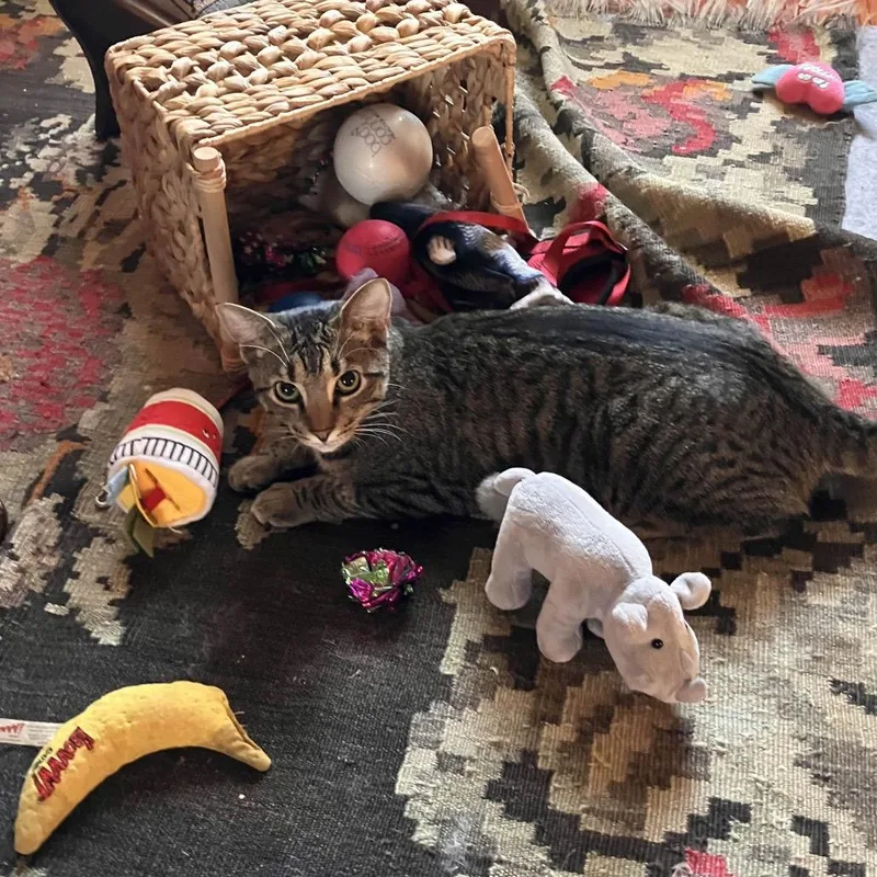 Raspberry thumbnail 3