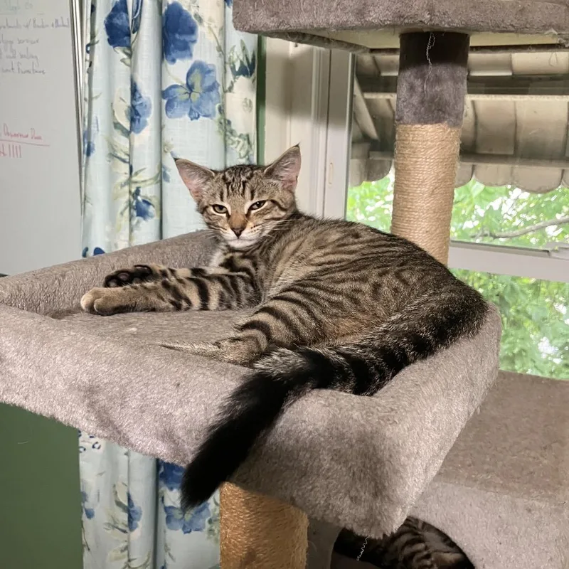 Strawberry & Blueberry