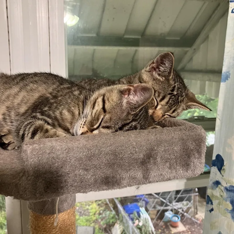 Strawberry & Blueberry thumbnail 2