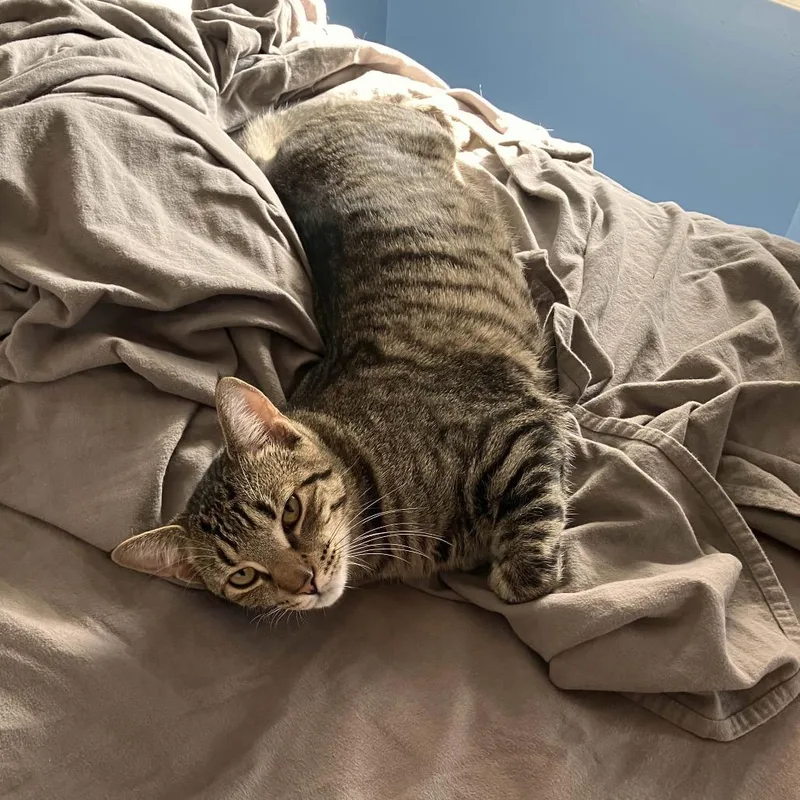 Strawberry & Blueberry thumbnail 3