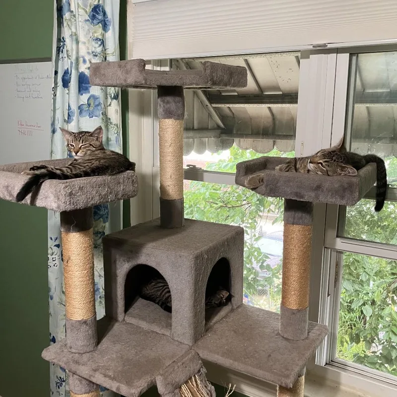 Strawberry & Blueberry thumbnail 4