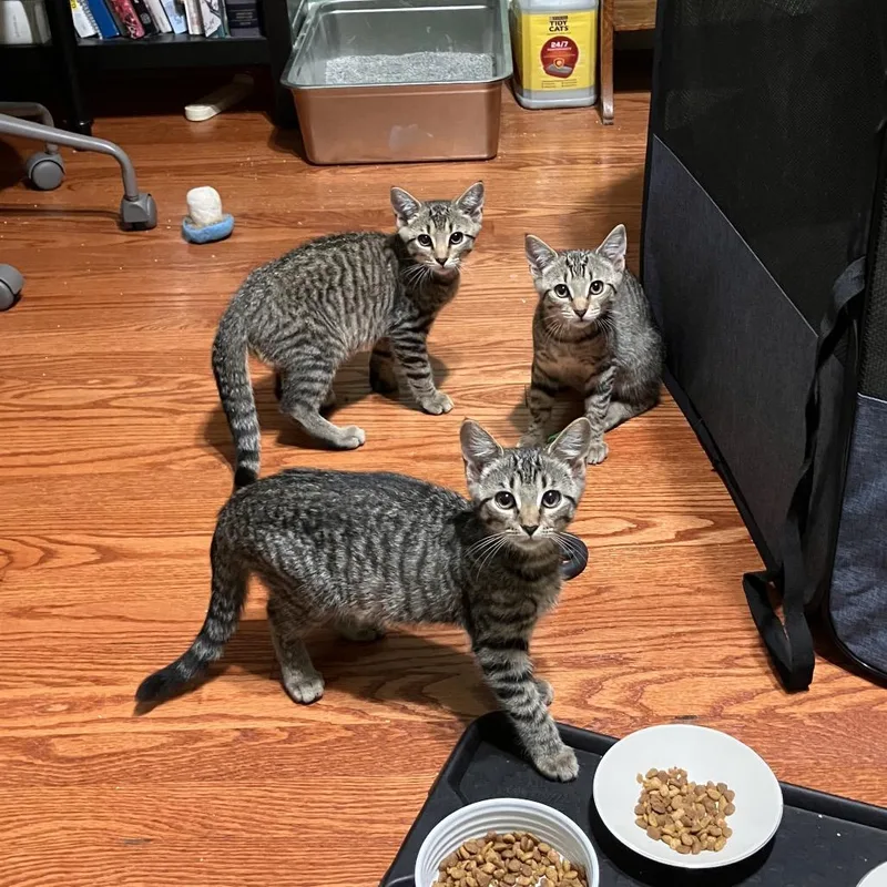 Strawberry & Blueberry thumbnail 5