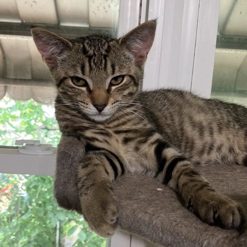 Strawberry & Blueberry thumbnail 6