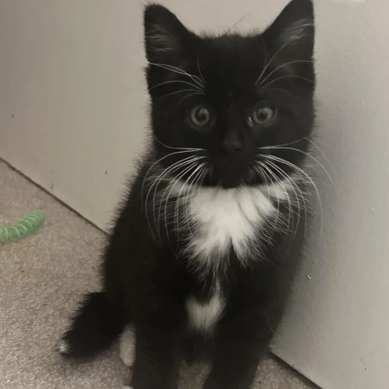 Percival thumbnail 2