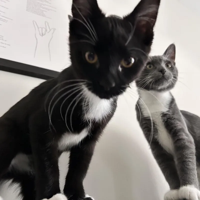 Percival thumbnail 3