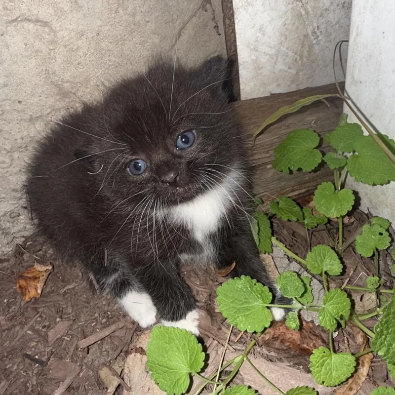 Percival thumbnail 4