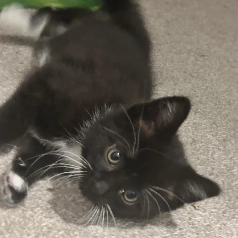 Percival thumbnail 5