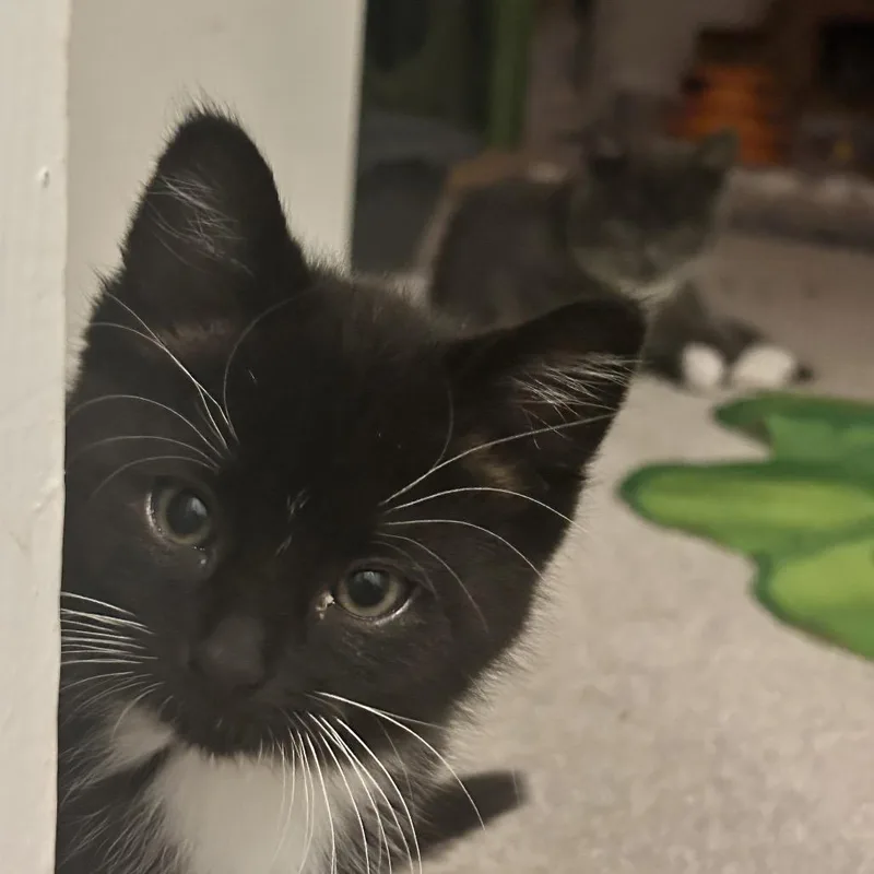 Percival thumbnail 6