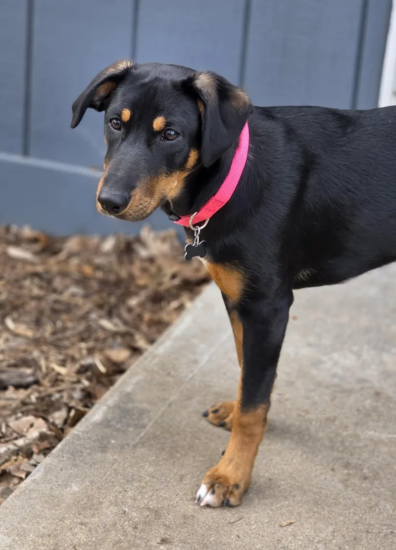 Jellybean thumbnail 3