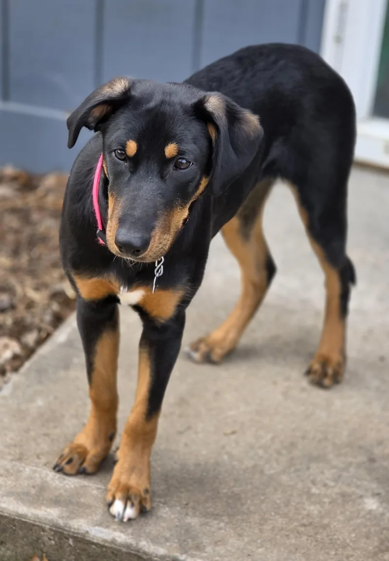 Jellybean thumbnail 4