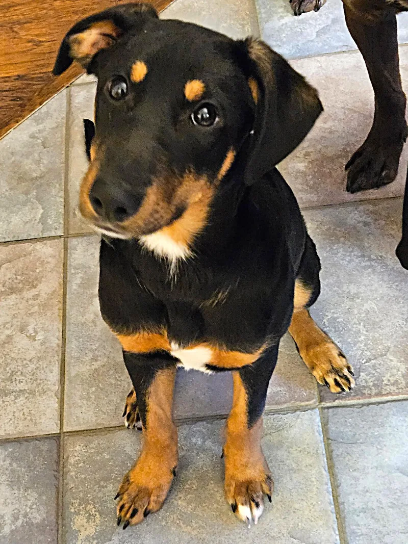 Jellybean thumbnail 5