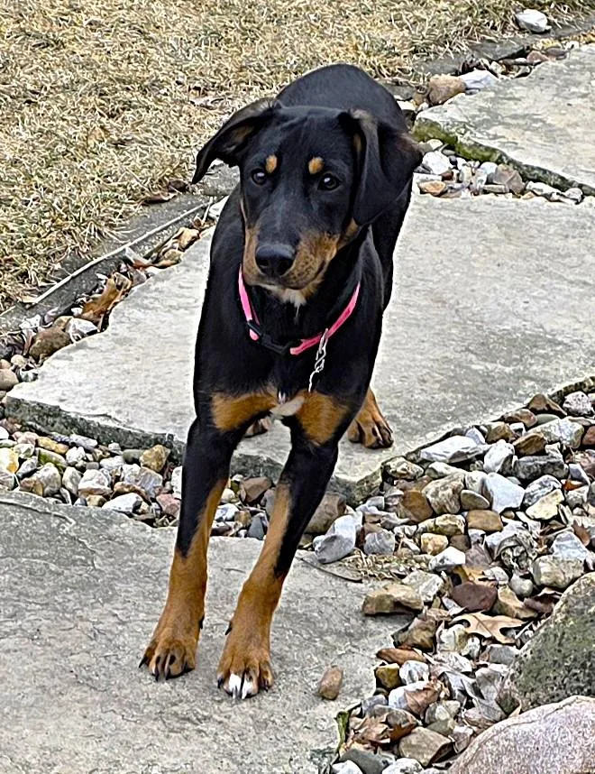 Jellybean thumbnail 6