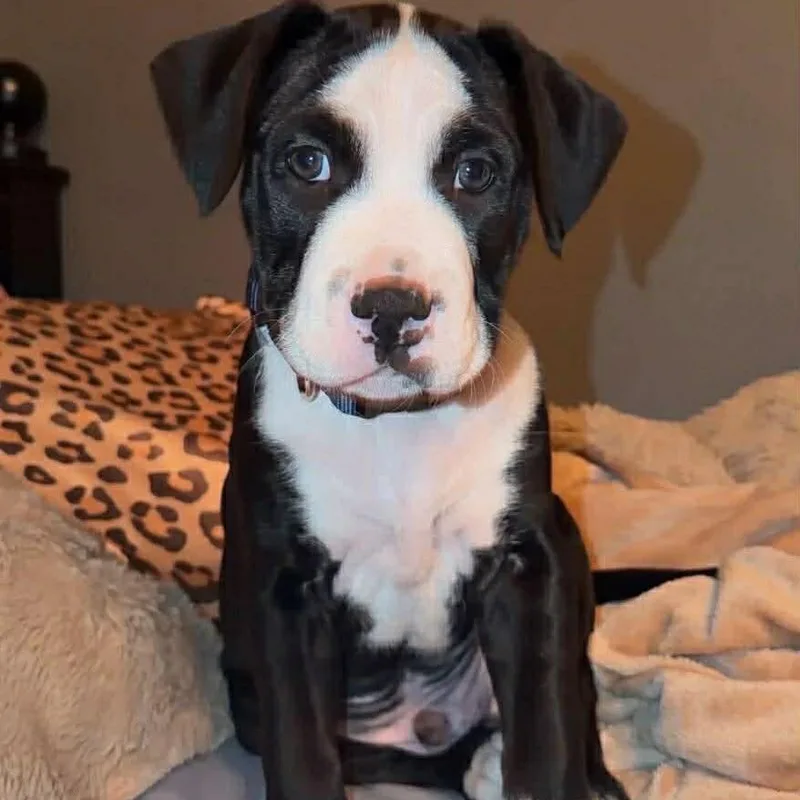 Holstein thumbnail 2