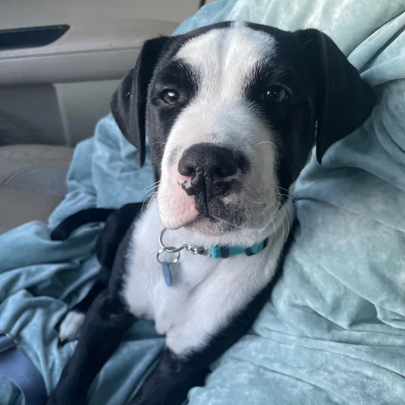 Holstein thumbnail 3