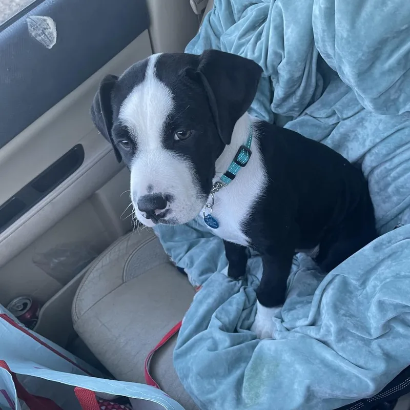 Holstein thumbnail 4