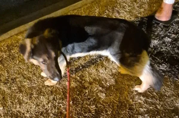 Pen C Bear Hw+ thumbnail 2