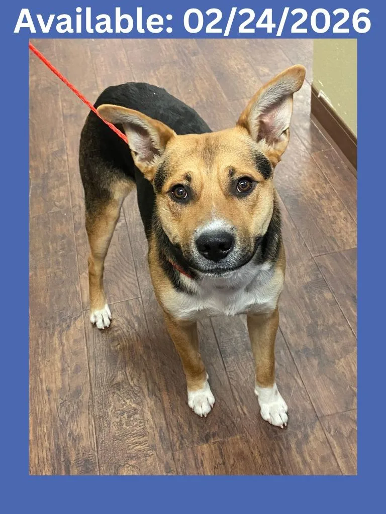 Dog Kennel  Buster thumbnail 2