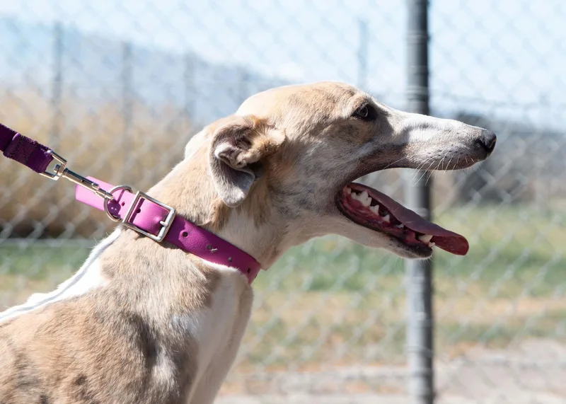 Ginger Rose thumbnail 2