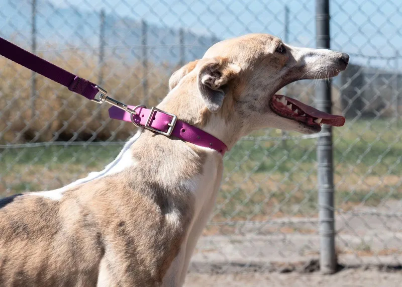 Ginger Rose thumbnail 3