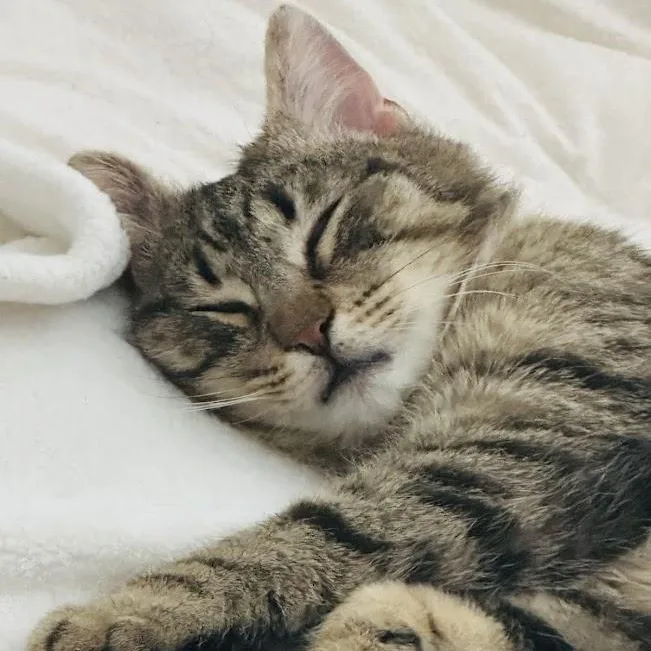 Nino Simon thumbnail 3