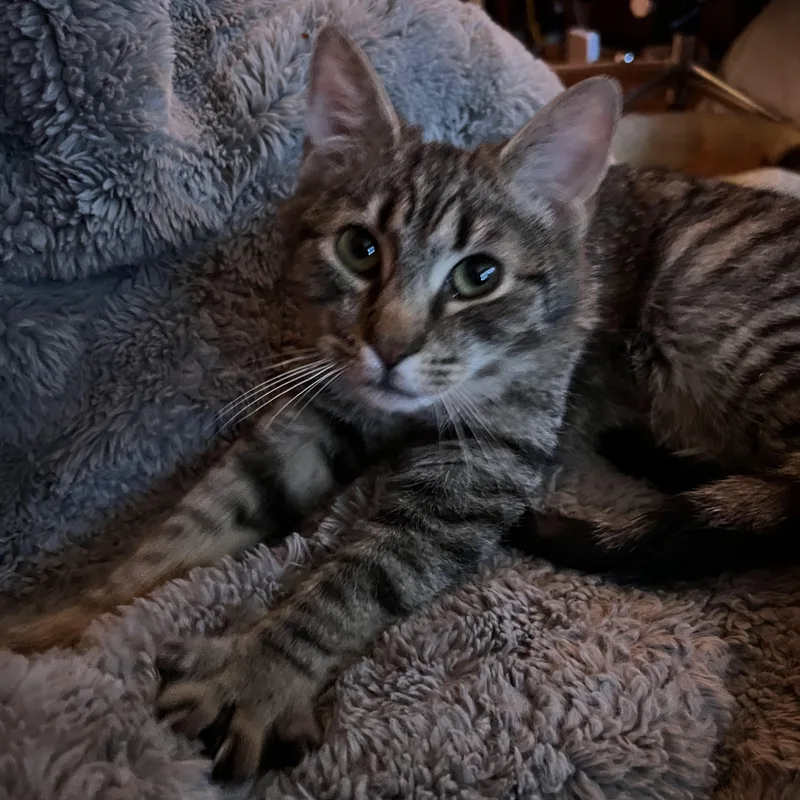 Nino Simon thumbnail 5