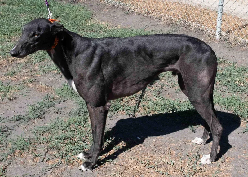 Theegala thumbnail 3